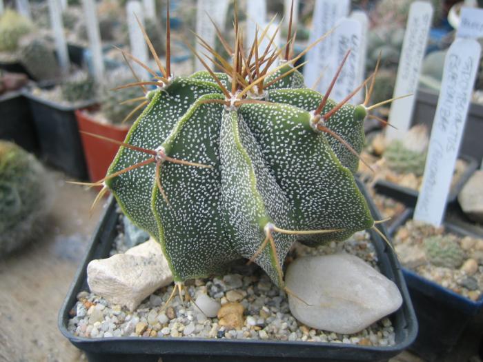 astrophytum_ornatum - Cactusi care m-au impresionat prin frumusete