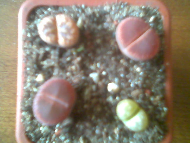 Lithopsi 20.Iun.2009 - Lithops 2009