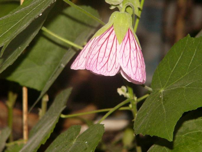 P1130657 - Abutilon