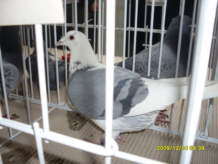 SDC11944 - expozitie deva 12-06-2009