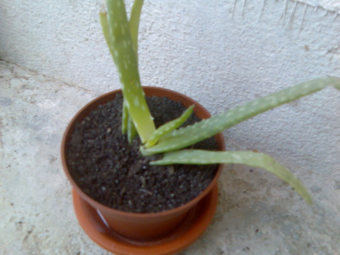 aloe vera - cactusi si suculente-2009