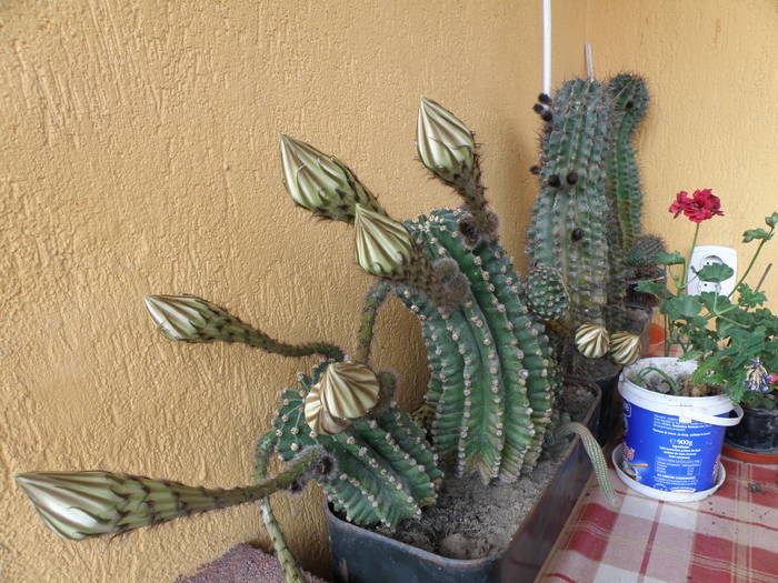 Picture 021 - cactusi