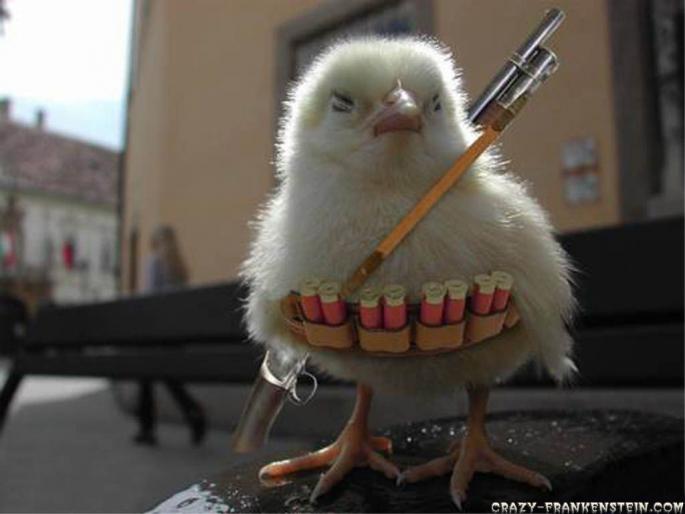 funny-wallpapers-chicken-war - Poze haioase