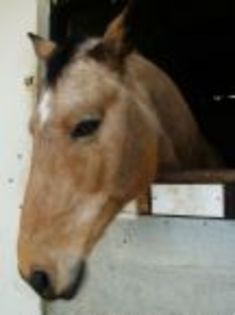 i love horses - CINE IUBESTE CAII