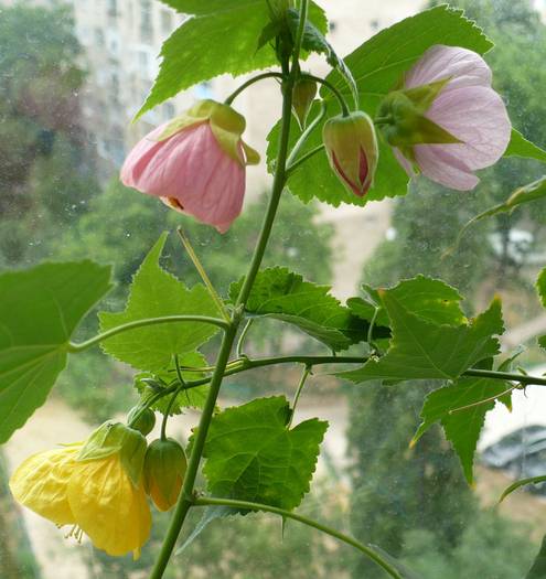 P1130563 - ABUTILONI