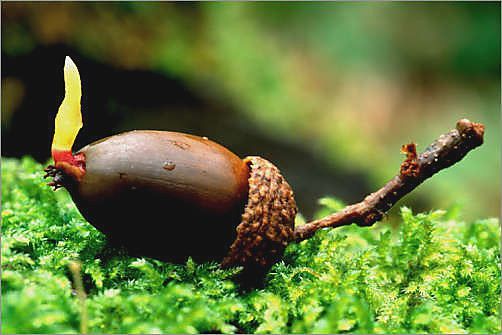 ghind? de stejar (Quercus spp.) - Plante toxice in hrana oilor si a caprelor