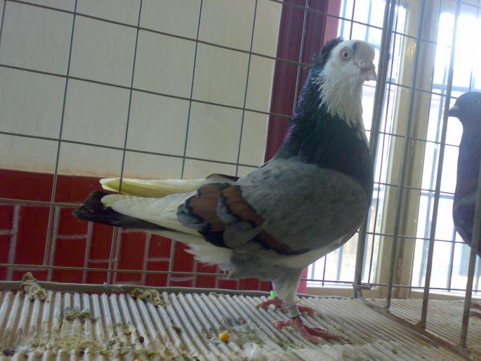 severin 33 - 1504 Expo Sibiu 2008