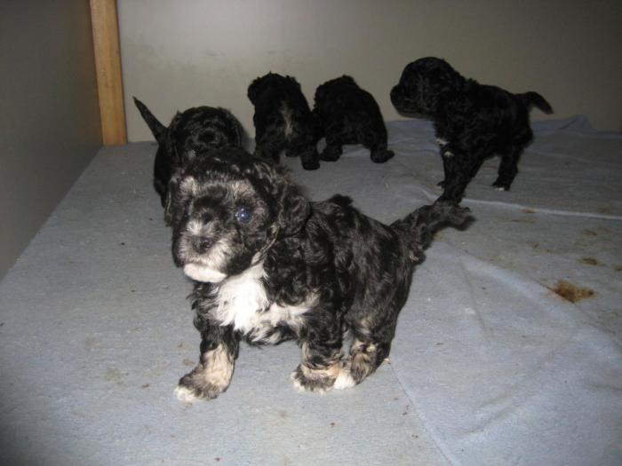 Dupa 30 zile - Cateii