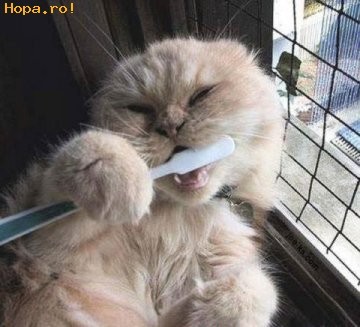funny_cat_tooth_brush_1189070109
