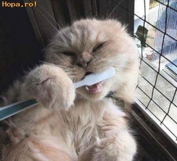 funny_cat_tooth_brush_1189070109 - diferite imagini