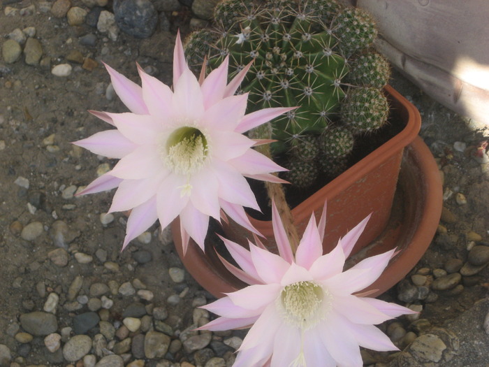 cactus inflorit - florile mele 2009