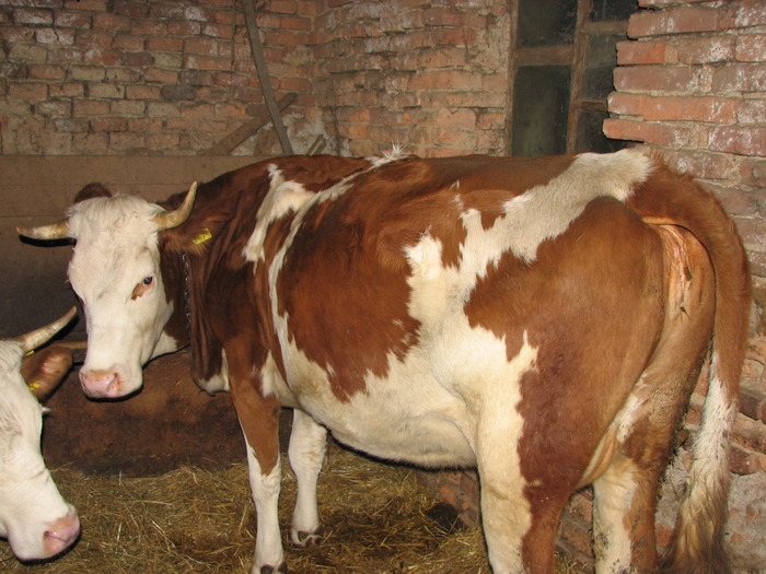 vaca Floara 4 ani, BR, - Bovine 2010