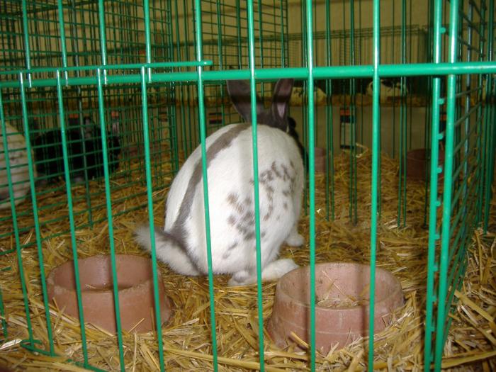 Nitra 06.12.2008 071