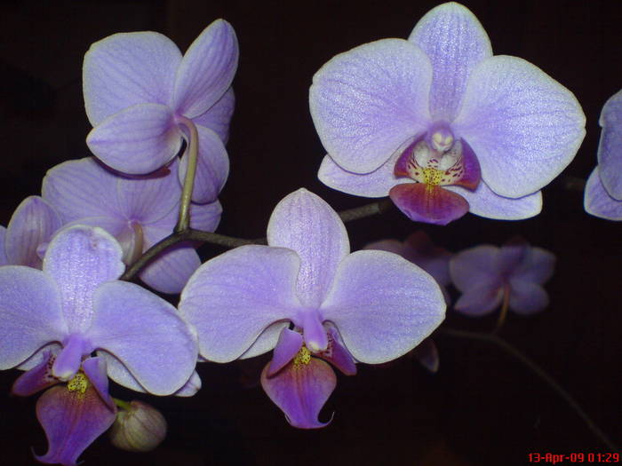 DSC02855 - Phalaenopsis