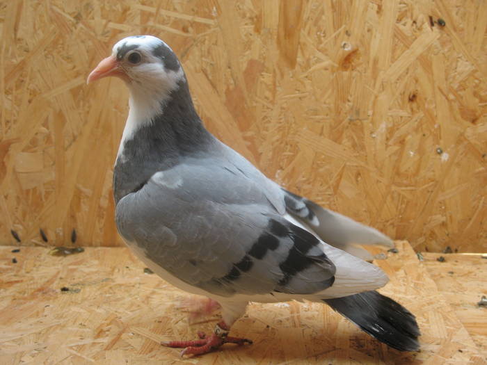 IMG_5368 - 7 PRIMII PUI PE 2009