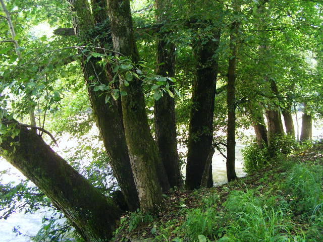 DSCF2633
