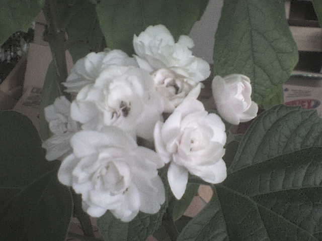 DSC00013 - CLERODENDRUM Phillipinum