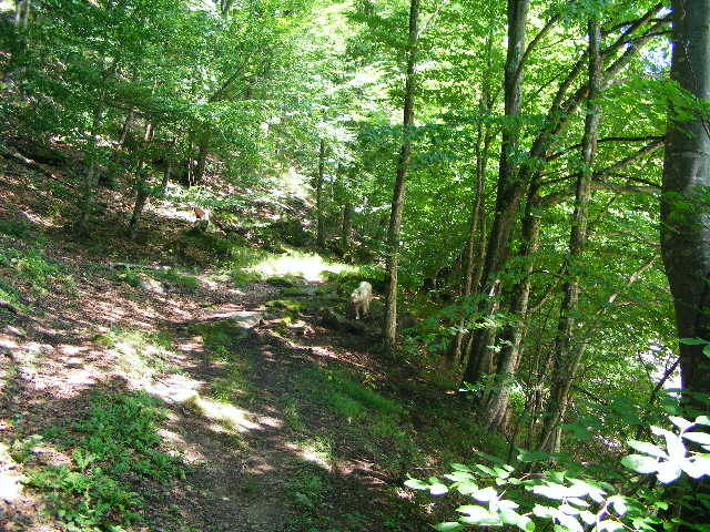 DSCF2446