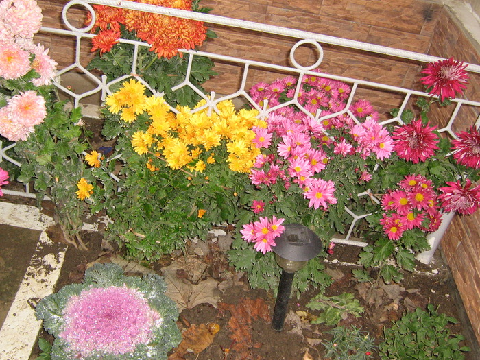 11 noiembrie 069 - flori de gradina 2009