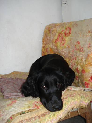 DSC09661 - ANIMALUTELE MELE