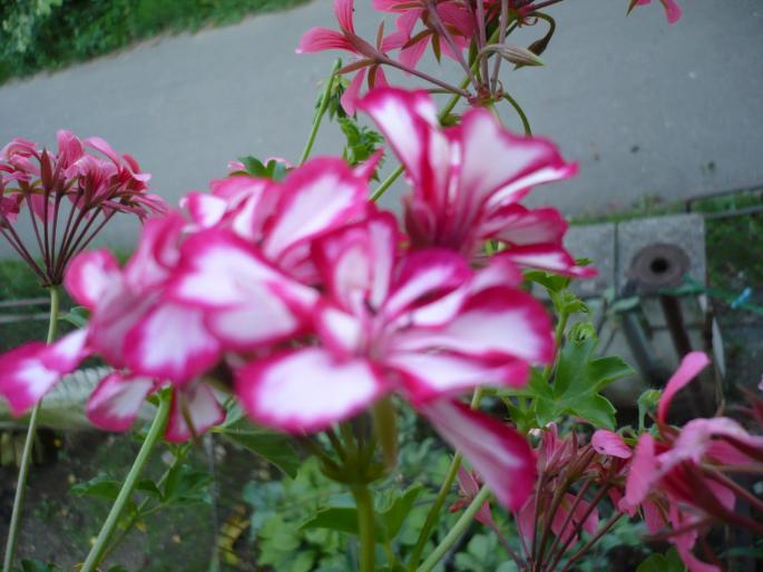  - Muscate curgatoare