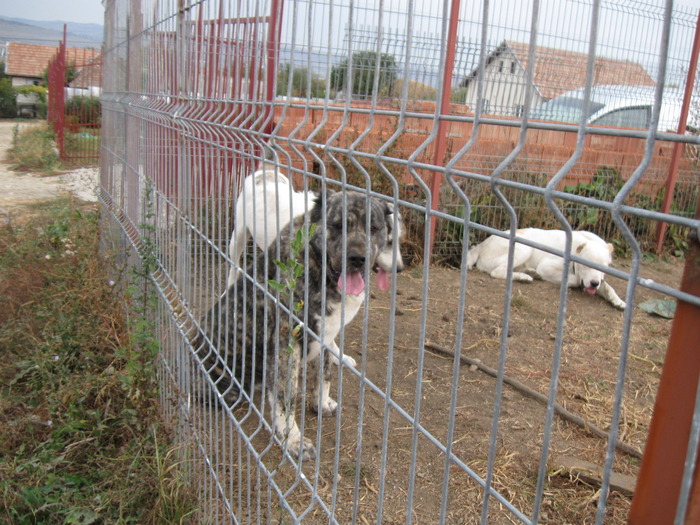 poze 11.10.2009 Jucu 020