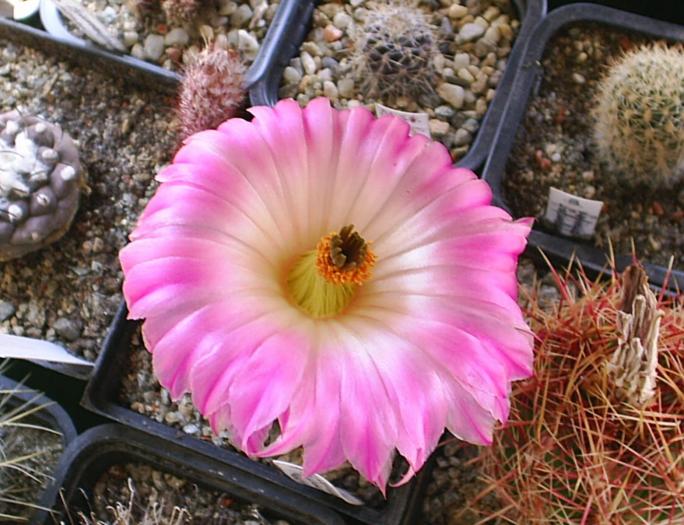 Echinocereus Rigidisimus v.rubrispinus