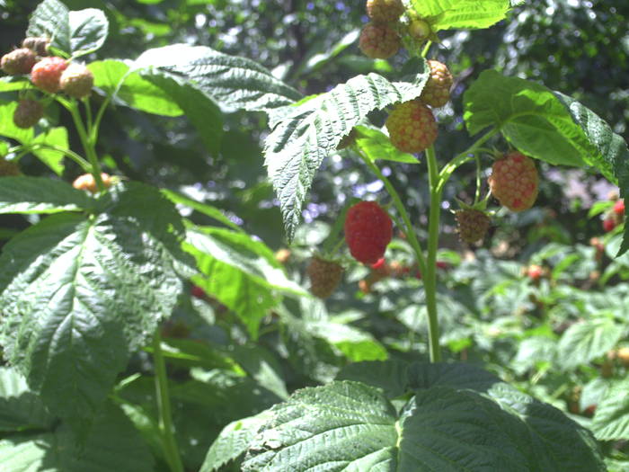 PICT0025 - GRADINA-2009