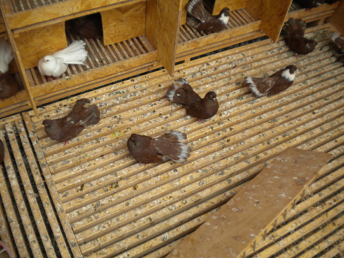 Picture 125 - Raicu 1