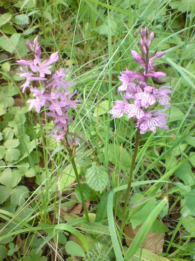 DSC01754 - Flori de camp