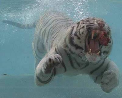 tiger underwater 6
