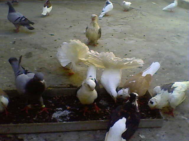 Sedat 026