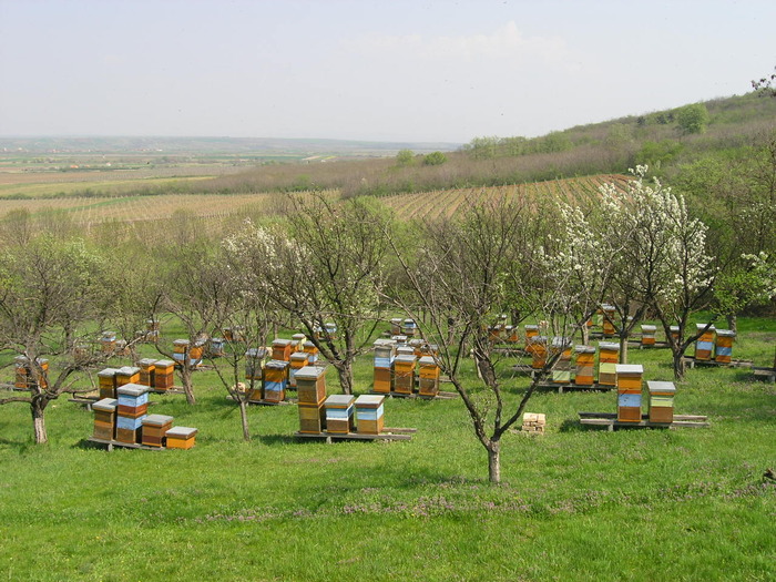 P4091981 - Majevic profesional apicultor