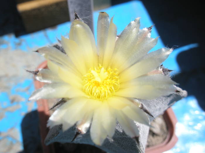 Astrophytum miryostigma - floare - Astrophytum