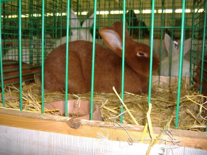 Nitra 06.12.2008 064