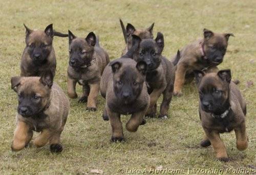 cuib eva - Ciobanesc Belgian Malinois