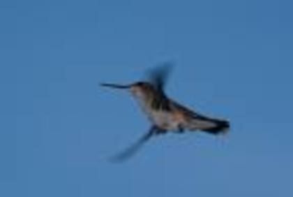 dsada - pasari colibri