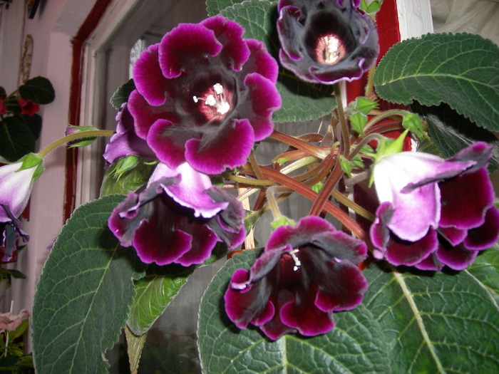 Gloxinia mov inchis - Gloxinii colectie 2009