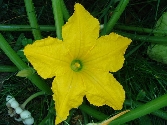 Pattison Squash Flower (2009, Aug.11)