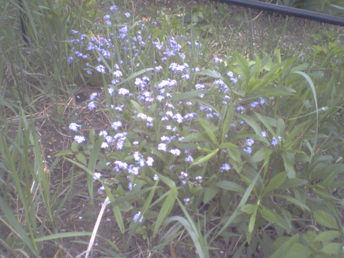 nu ma uita; Miosotis alpestris
Infloreste primavara, tine 2 saptamani floarea.
