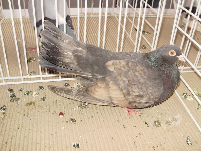 orbetean 4 - 1510 rz