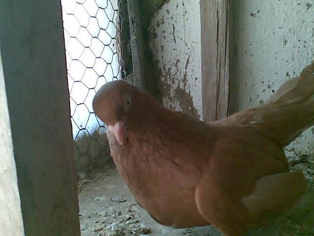 28022009(068) - diferite rase porumbei