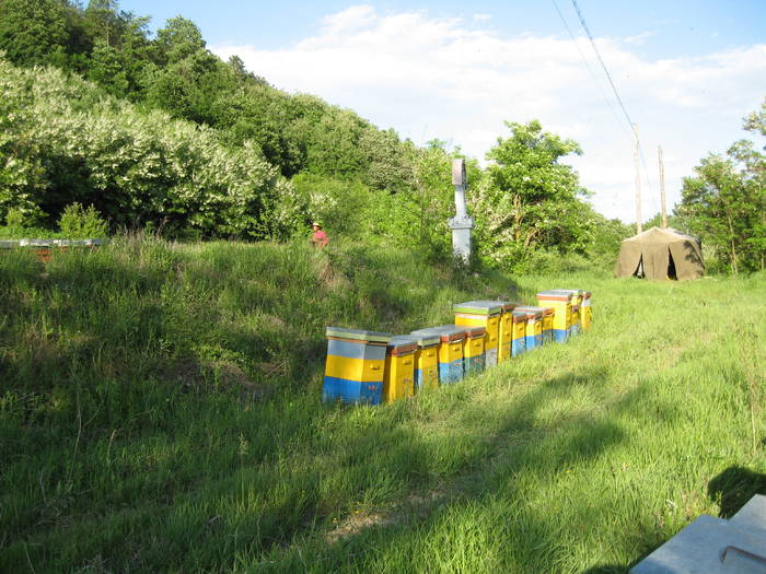 IMG_3511 - salcim I si II 2009