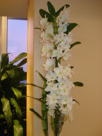 DENDROBIUM NOBILE