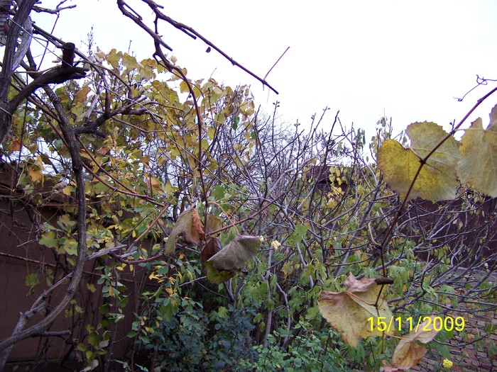 100_4516 - Toamna in curte  Timisoara