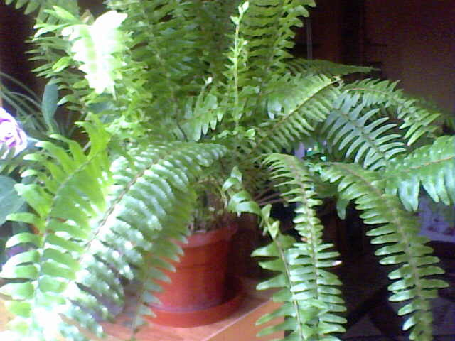 Picture 014 - florile mele