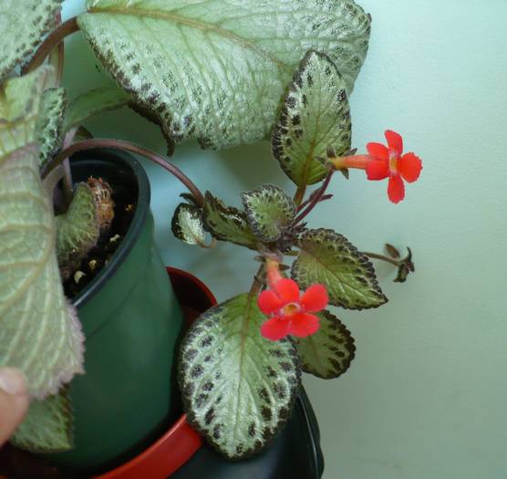 P1130791 - Episcia 2009 - 2010 - 2012 - 2014