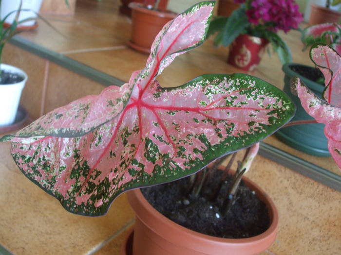 DSCF4749 - caladium