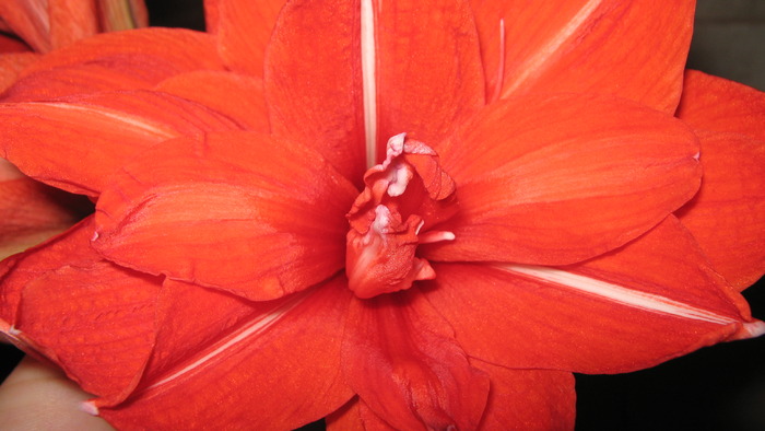 crin; detaliu floare
