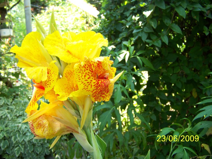 100_5728 - Iunie 2